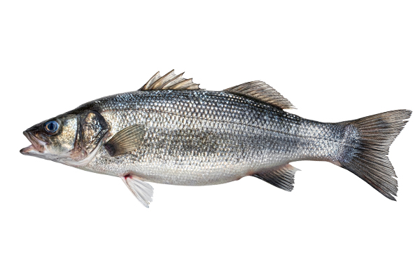 Sea Bass