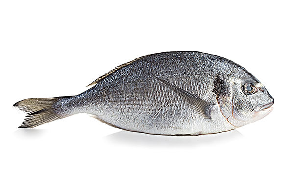 Sea ​​Bream