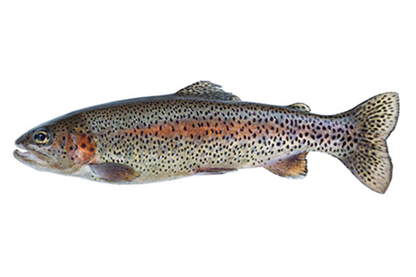 Rainbow Trout